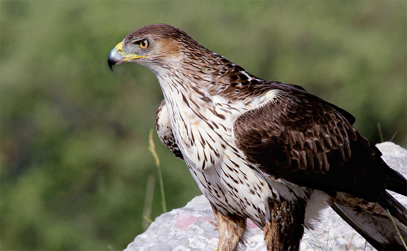 Aigle de Bonelli