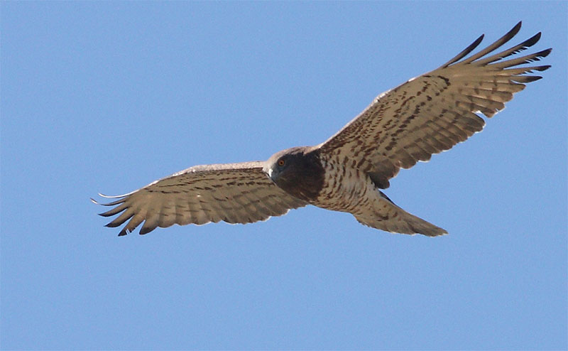 Circaète Jean-le-Blanc
