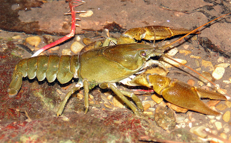 Écrevisse à pattes blanches