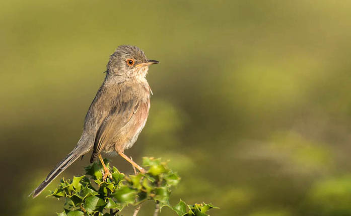 Fauvette pitchou de profil sur un chêne Kermès