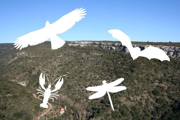 Illustration de la Faune du Minervois