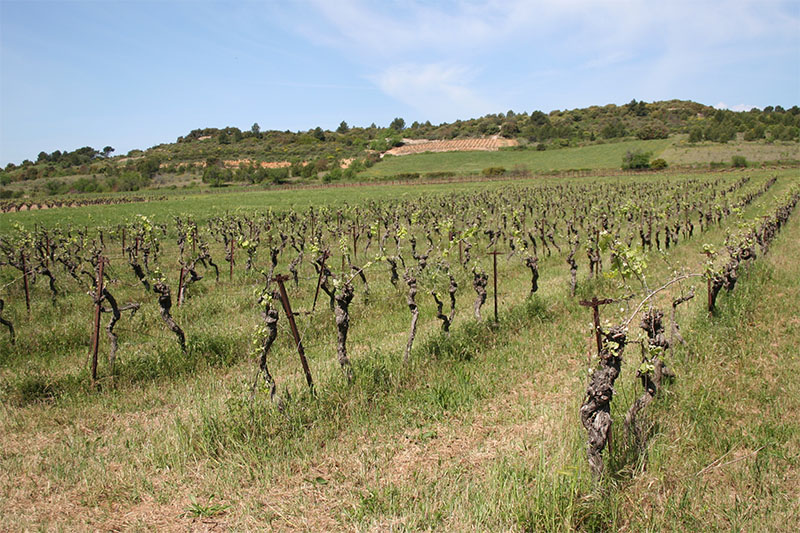 Vue d'une parcelle de vigne